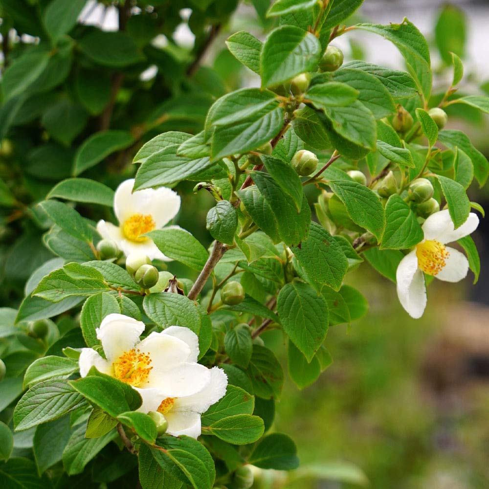 Amazon.co.jp: シャラの木 （ナツツバキ） ポット苗 : DIY・工具・ガーデン